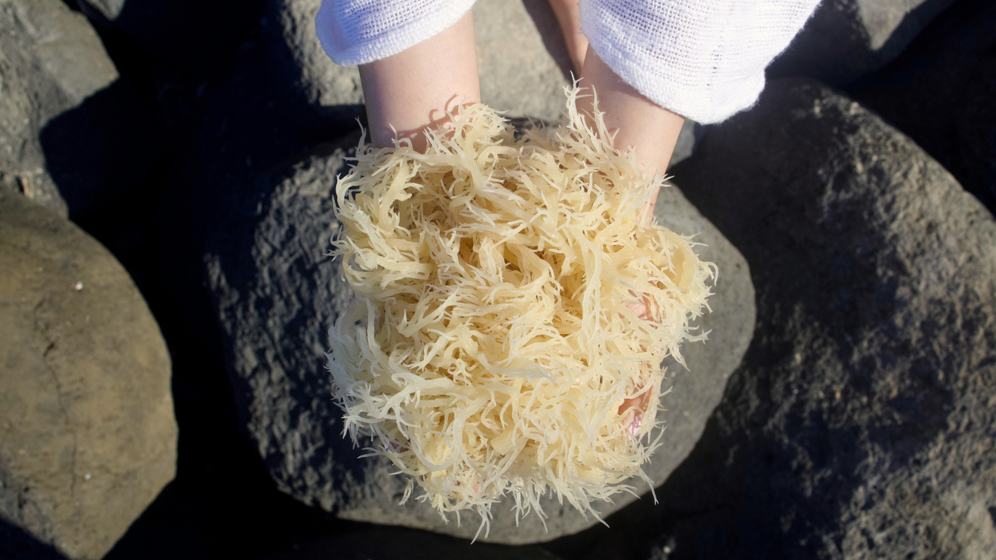 Sea Moss: Health Benefits, Flavours, and Why Everyone's Talking About It