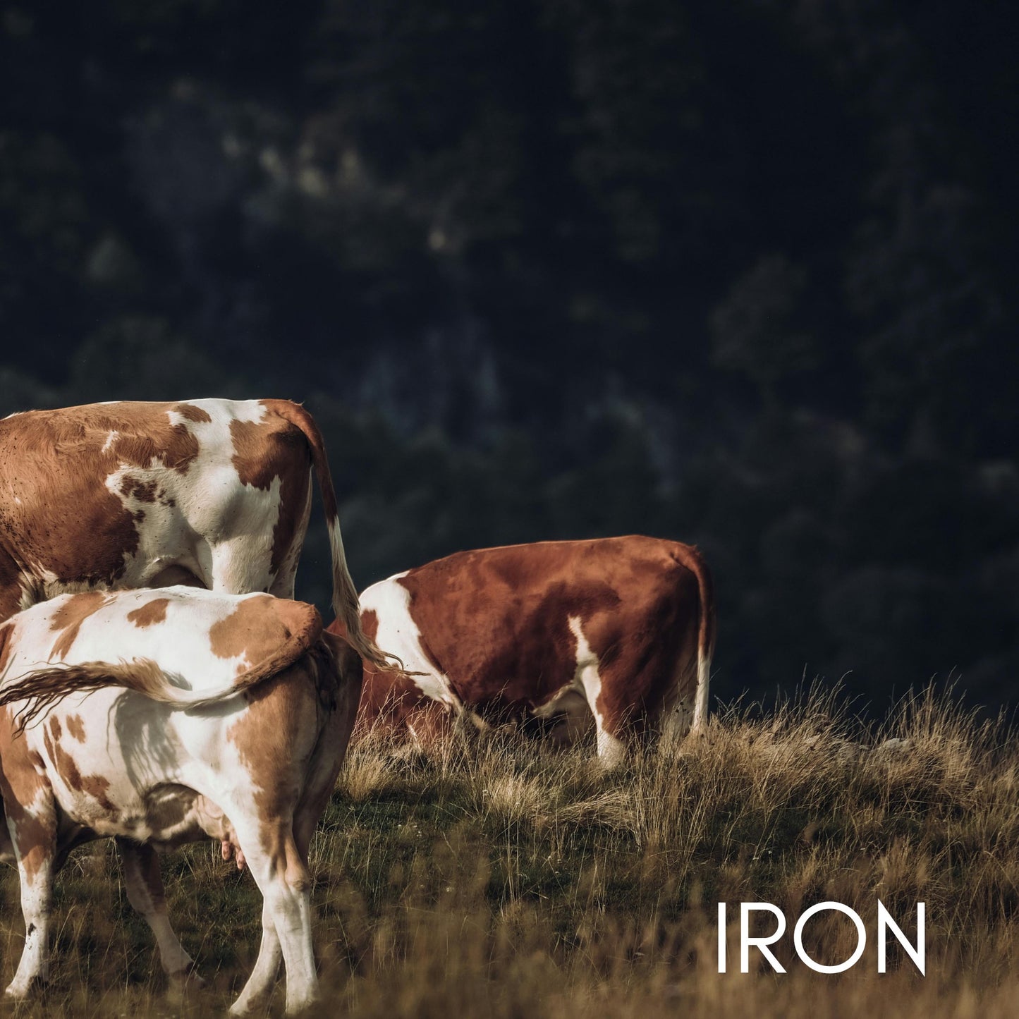 Hills N Co Beef Liver Capsules, 100% grass-fed Australian beef, rich in iron, vitamin A & B12.