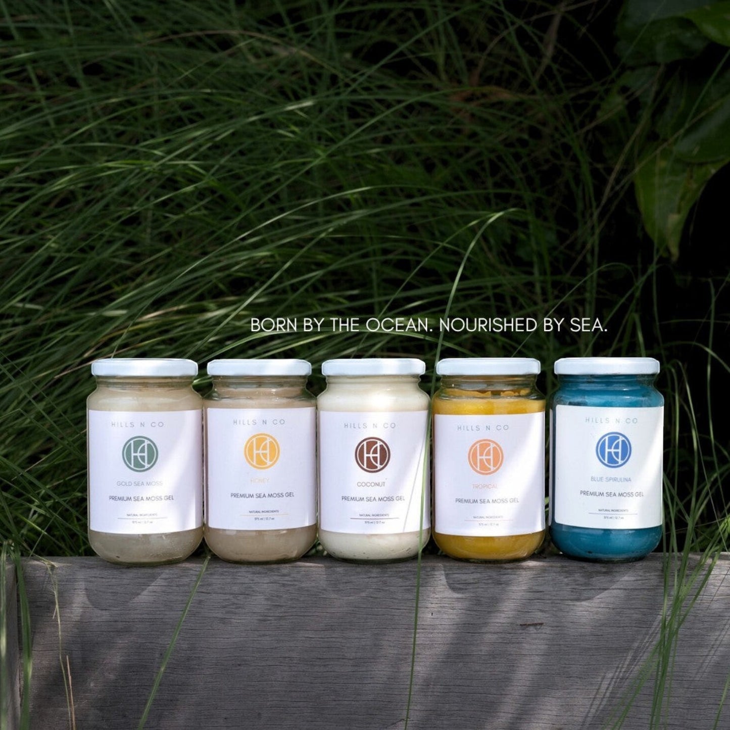 Hills N Co Sea Moss Gel Bundle featuring five jars: Gold, Honey, Coconut, Tropical, and Blue Spirulina flavors.